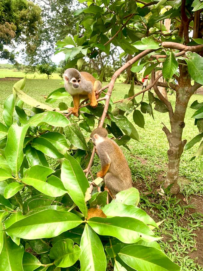 2-Day All Inclusive Guided Jungle Tour from Iquitos - Key points to know before booking