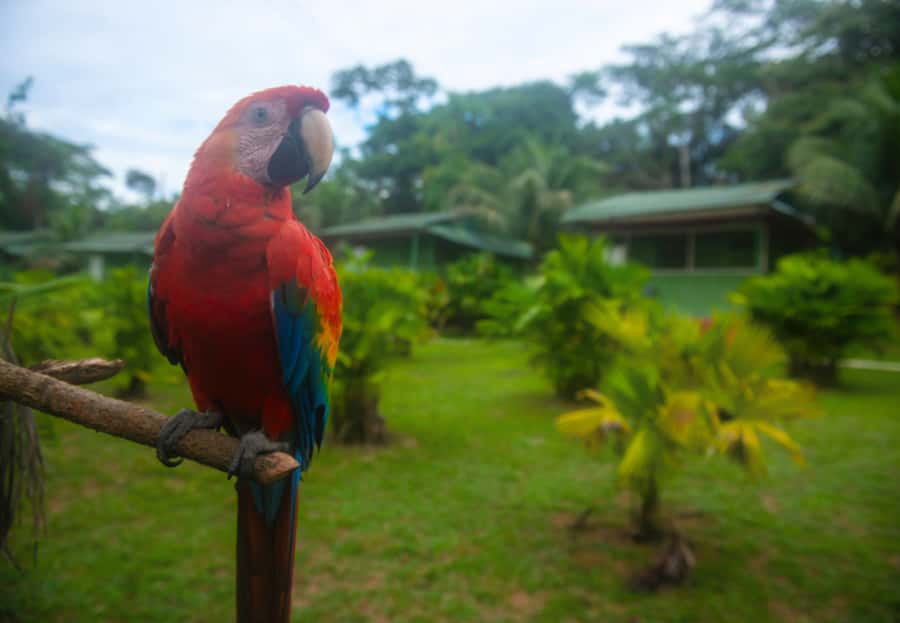 2-Day All Inclusive Guided Jungle Tour from Iquitos - Dawn in the forest and breakfast at Maniti Eco-Lodge