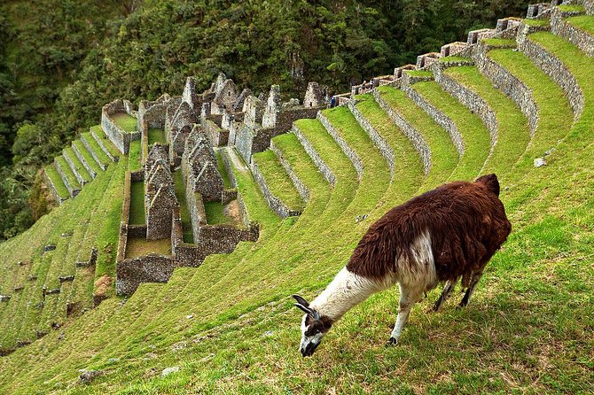 2 Day - Short Inca Trail to Machu Picchu - Group Service - Wiñay Wayna is the first big reward