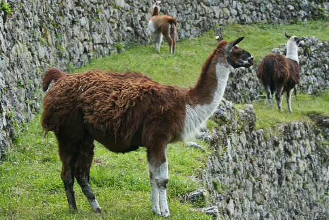2 Day - Short Inca Trail to Machu Picchu - Group Service - Inti Punku gives you the first Machu Picchu view