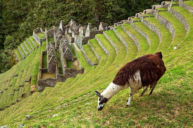 2 Day - Short Inca trail to Machu Picchu - Private Services - Machu Picchu at about 6 a.m.