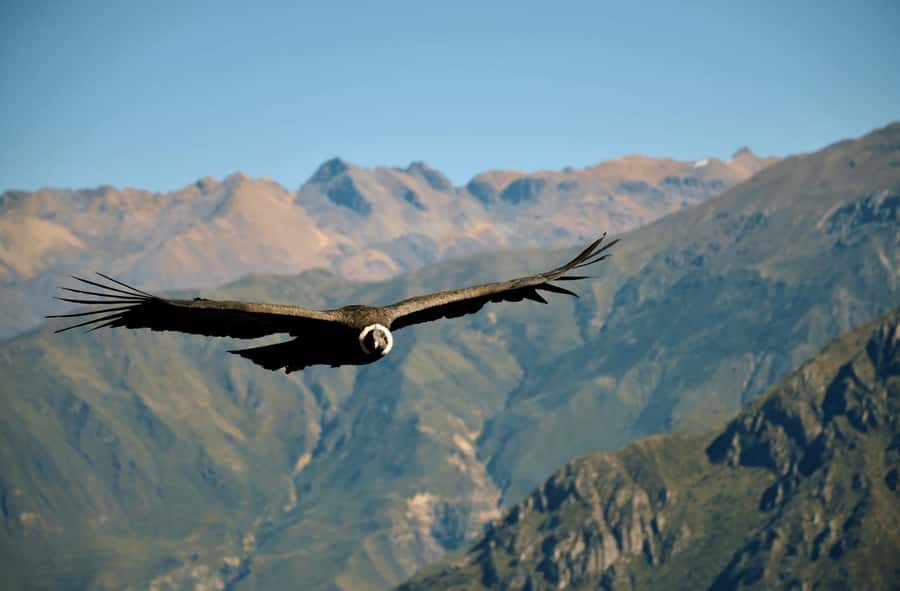 2-Day Tour Colca Canyon in Arequipa with end in Puno - Why this two-day route works well