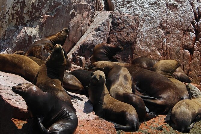 2-Hour Tour to the Ballestas Islands from Puerto San Martín - Who will enjoy this Ballestas Islands trip most?