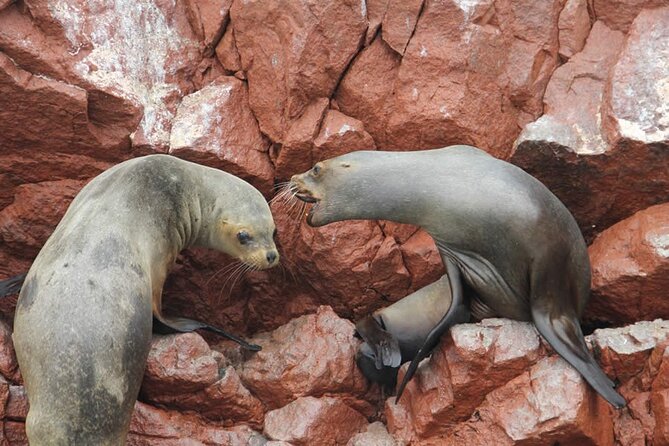 2-Hour Tour to the Ballestas Islands from Puerto San Martín - Reaching the Ballestas Islands wildlife sanctuary