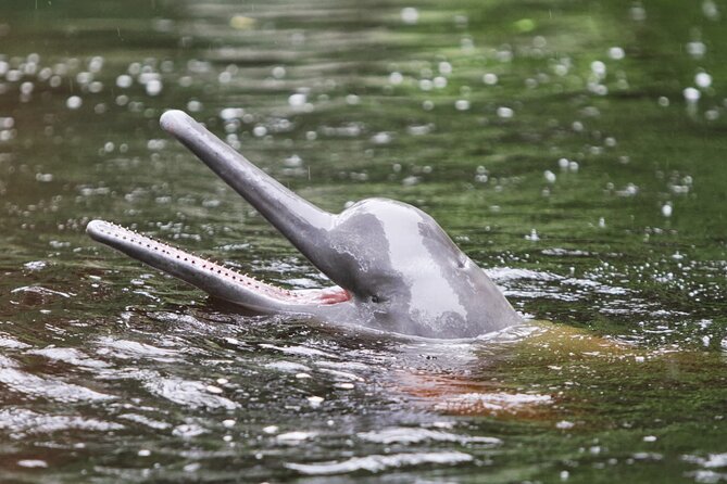 3-Day All Inclusive Guided Jungle Tour from Iquitos at Maniti Eco-Lodge - Victoria Regia and a canoe ride for caiman