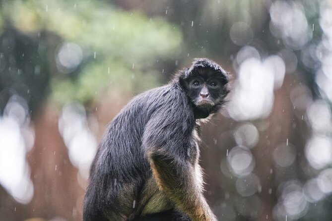 3-Day All Inclusive Guided Jungle Tour from Iquitos at Maniti Eco-Lodge - What the lodge is like after sunset