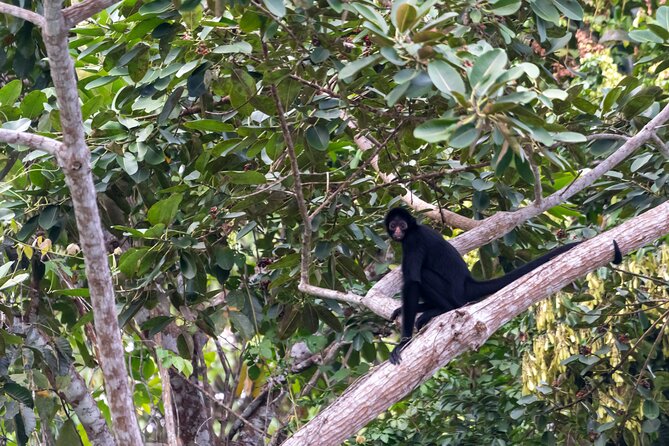 3-Day Eco-Sustainable Private Tour Manu National Park - Day three: the parrot clay lick and the long return