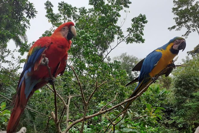 3-Day Eco-Sustainable Private Tour Manu National Park - Wildlife: what you might actually see
