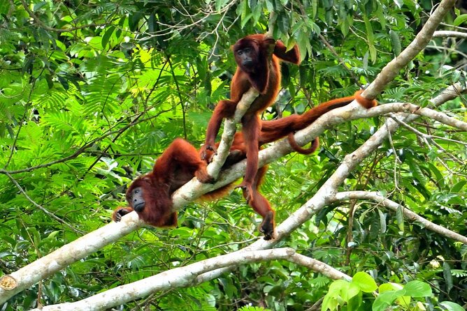 3-Day Eco-Sustainable Private Tour Manu National Park - Who should book this Manu adventure?