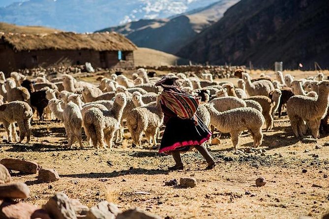 4-Day Lares Trek to Machu Picchu - Day two: the highest pass and Yanacocha