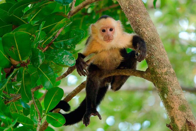4 Day Tambopata Jungle Tour with Local Guide - Key details to know before booking