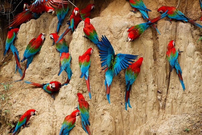 4 Day Tambopata Jungle Tour with Local Guide - Lodge life: simple rooms, good food, limited power