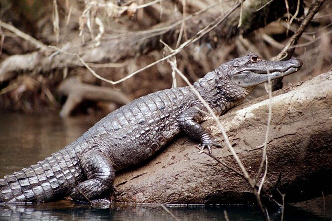 4 Day Tambopata Jungle Tour with Local Guide - What the $360 price really buys