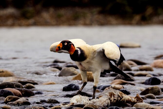 4 Day Tour to the Manu National Park - Day 1: From Cusco through Paucartambo and the cloud forest