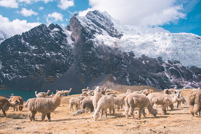 6 day Rainbow Mountain x Ausangate Trek - FlashpackerConnect - Day 3: Qampa Pass at 5,051 meters