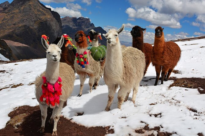 6-Day Tour of Cusco Magico-Machu Picchu-Rainbow Mountain - Humantay Lake requires an early alarm