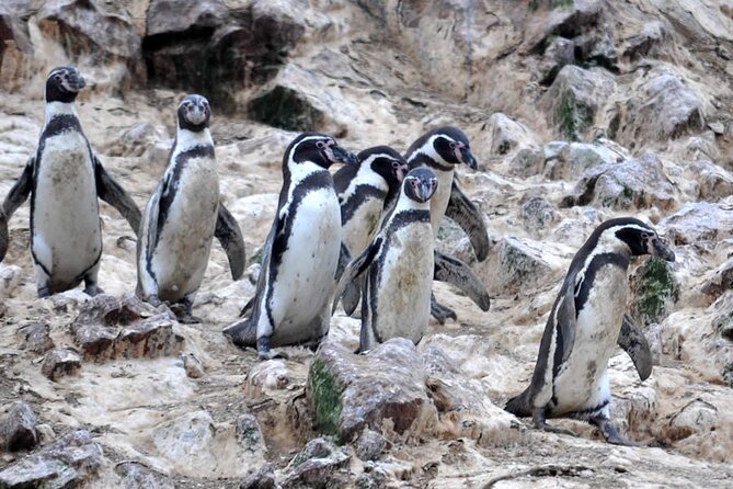 7-Hours Tour in Paracas National Reserve with Pickup - Two Paracas icons for $38
