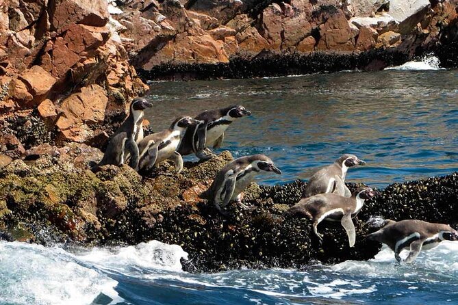 7-Hours Tour in Paracas National Reserve with Pickup - Setting out for the Ballestas Islands