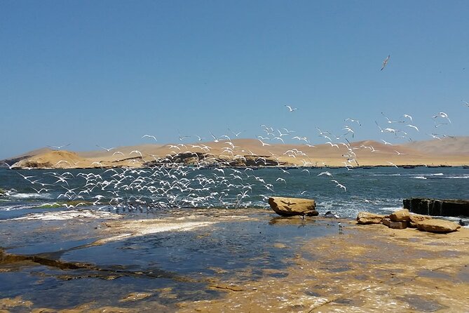 7-Hours Tour in Paracas National Reserve with Pickup - A practical group tour, not a private nature trip