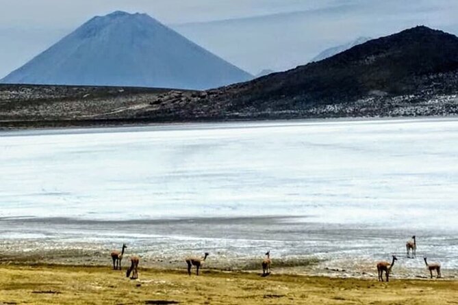 8-Hours Tour in Arequipa Laguna de Salinas with Pick-up - Salinas y Aguada Blanca National Reserve: Animals Along the Road