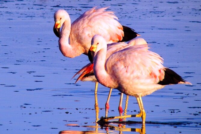 8-Hours Tour in Arequipa Laguna de Salinas with Pick-up - Optional Thermal Wells and What to Expect