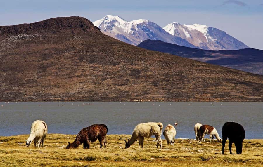 Adventure Day in Arequipa: Pillones Waterfall + Rock Forest - Who will enjoy this nine-hour outing