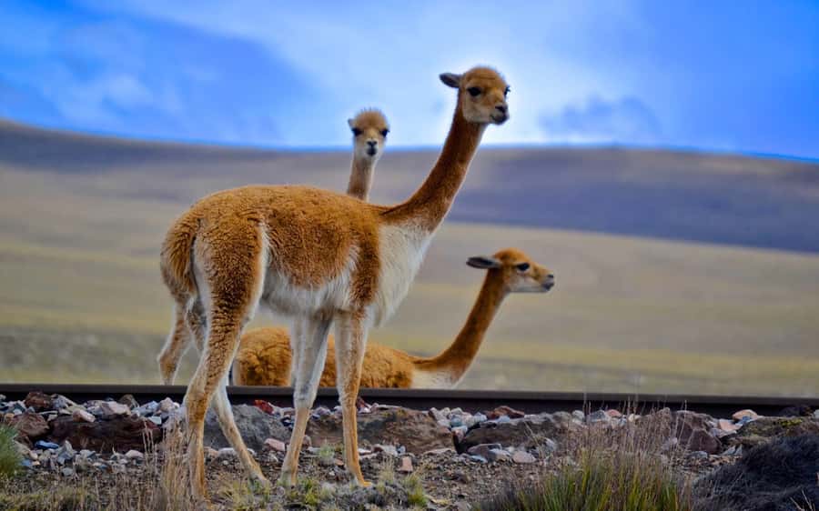 Adventure Day in Arequipa: Pillones Waterfall + Rock Forest - What the $40 price includes, and what it does not