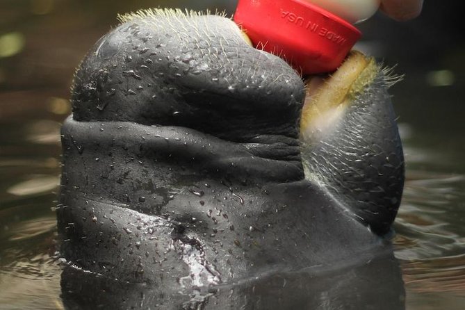 Amazon Rescue Center - Manatees Conservation Center Admission Ticket - Why CREA Matters Beyond the Animal Encounters