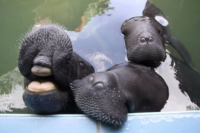 Amazon Rescue Center - Manatees Conservation Center Admission Ticket - Reaching the Center From Iquitos