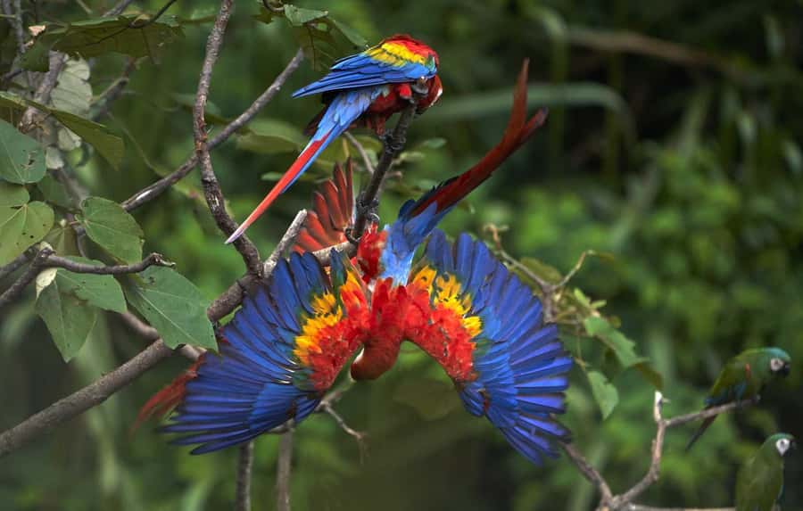 Amazonas Manu Cultural Zone 4 Days / 3 Nights - Atalaya, the River, and a One-Hour Ride