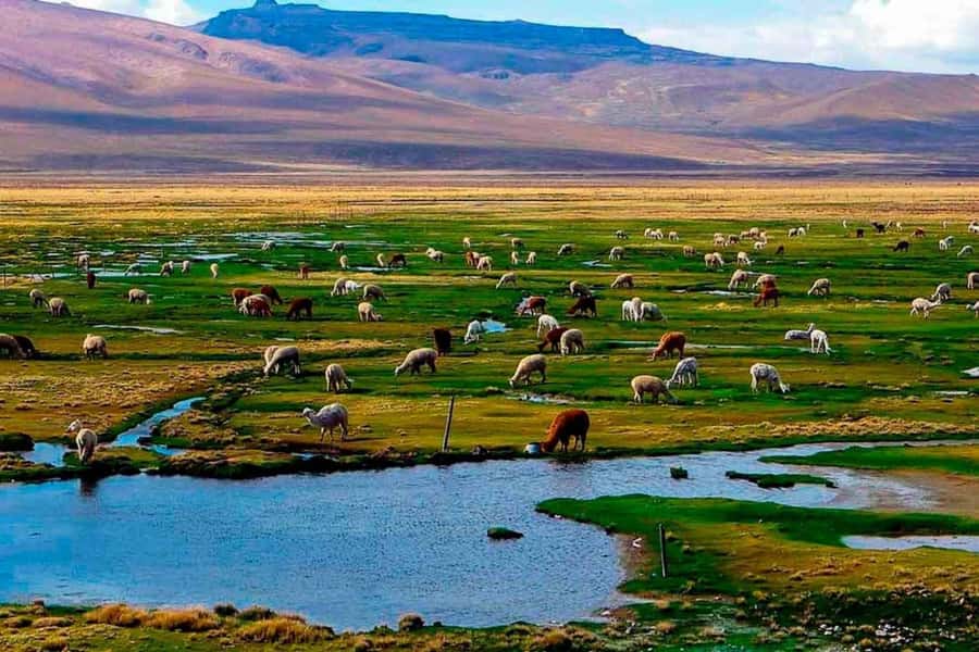 Arequipa: 1-Day Colca Canyon + Thermal Baths Tour - Why the $32 price can work well