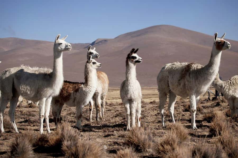 Arequipa: 2-Day Colca Canyon Classic Tour return to Arequipa - What the $35 price really covers