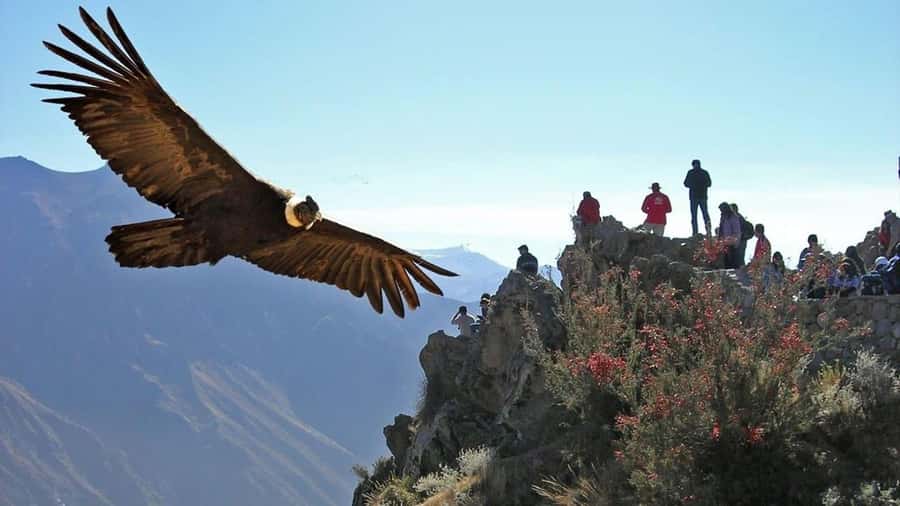 Arequipa: 2-Day Colca Canyon Classic Tour return to Arequipa - Day one: from Arequipa to the high reserve