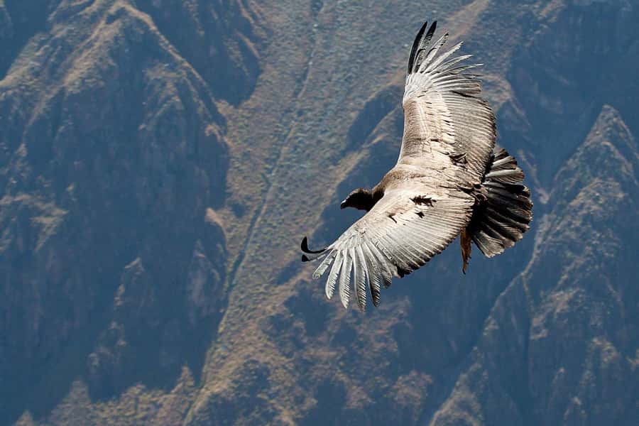 Arequipa: 2-day Colca Canyon Trekking, Ending in Puno - What the $139 price really includes