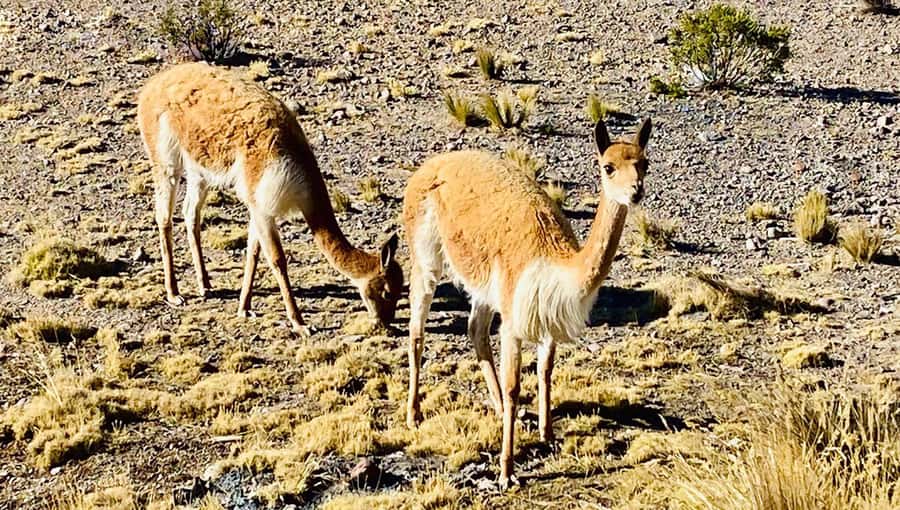 Arequipa: Catarata de Pillones and Bosque de Piedras Tour - Why this day trip makes sense from Arequipa