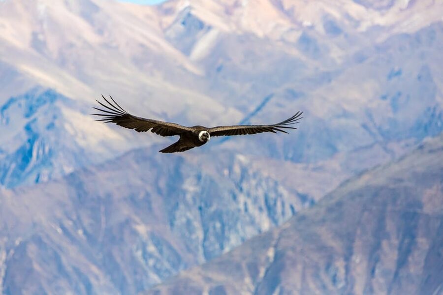 Arequipa : Colca Canyon 2-Day Adventure - What to bring for the high Andes