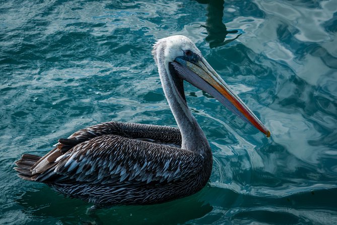 Ballestas island & Paracas reserve from PISCO CRUISESHIP TERMINAL - Paracas National Reserve by bus
