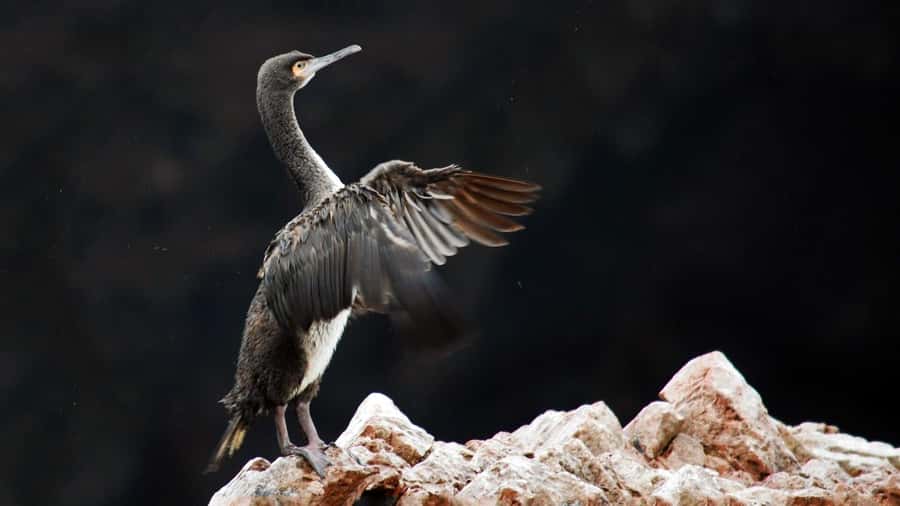 Ballestas Islands and Huacachina Oasis Half-Day Tour - Key points at a glance