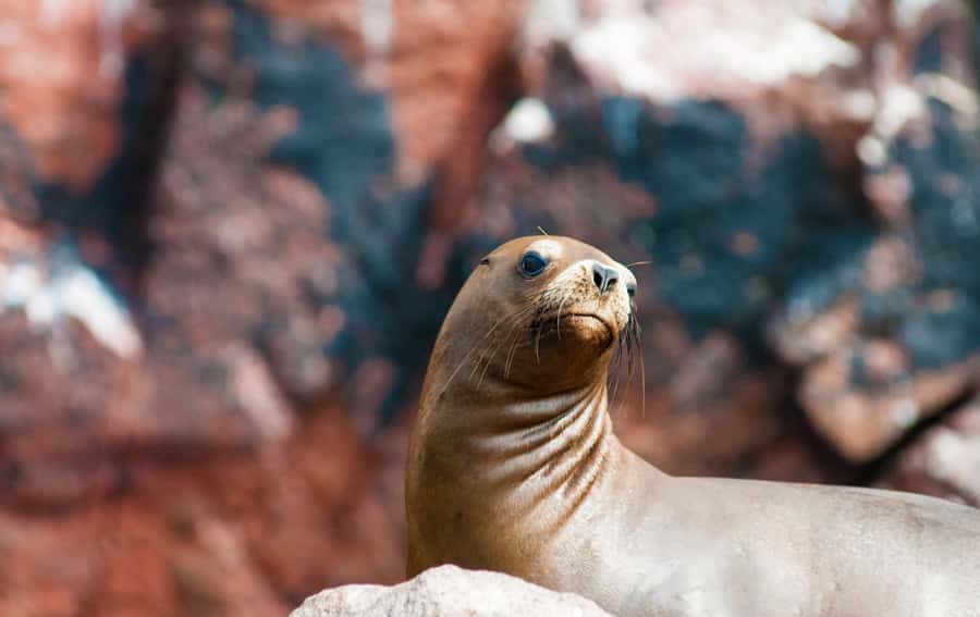 Ballestas Islands and Huacachina Oasis Half-Day Tour - Ica’s cathedral, square, and museum