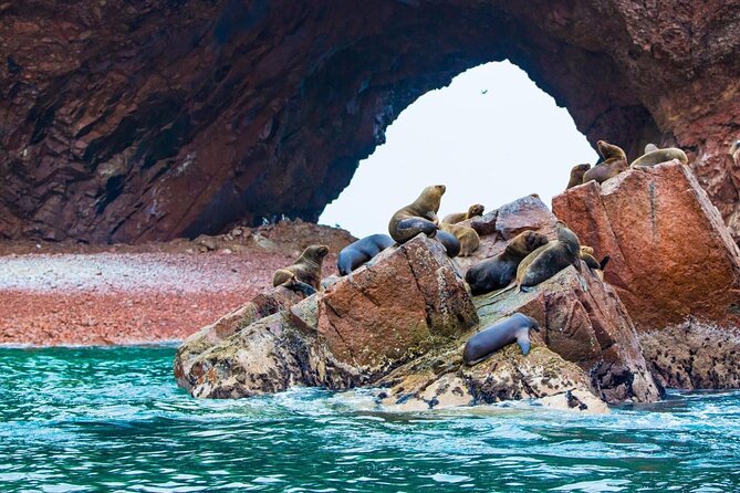 Ballestas Islands from San Martin Port CRUISESHIP TERMINAL - Key Points to Know Before You Go