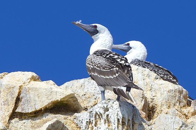 Ballestas Islands from San Martin Port CRUISESHIP TERMINAL - Boat Comfort, Weather, and What to Wear