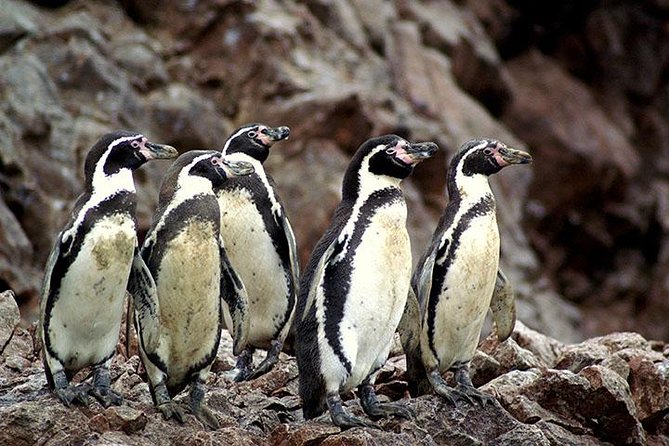 Ballestas Islands Group Tour from Paracas - Why the Ballestas Islands are worth your morning