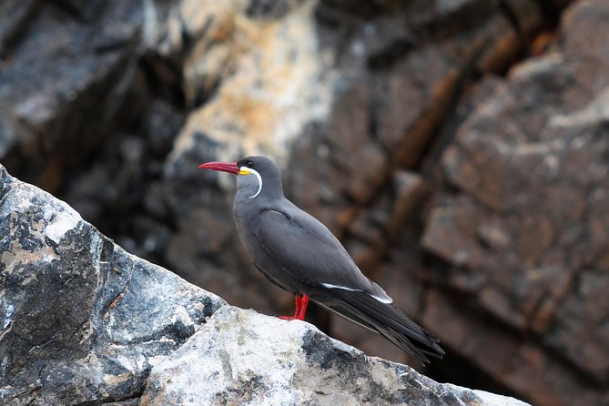 Ballestas Islands Group Tour from Paracas - Sea lions, penguins, and thousands of birds