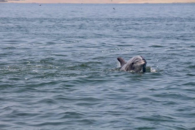 Ballestas Islands Group Tour from Paracas - Caves, sea conditions, and canceled departures