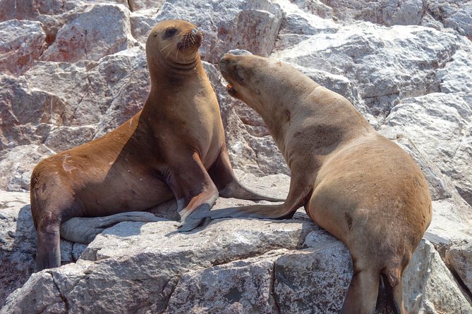 Ballestas Islands Group Tour from Paracas - What to bring for a more comfortable ride