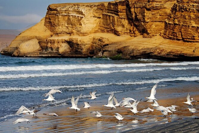 Ballestas Islands & National Reserve of Paracas from Ica - Lagunillas Beach: swimming, lunch, and a welcome pause