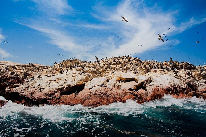 Ballestas Islands & National Reserve of Paracas from Ica - What the $39 price really covers