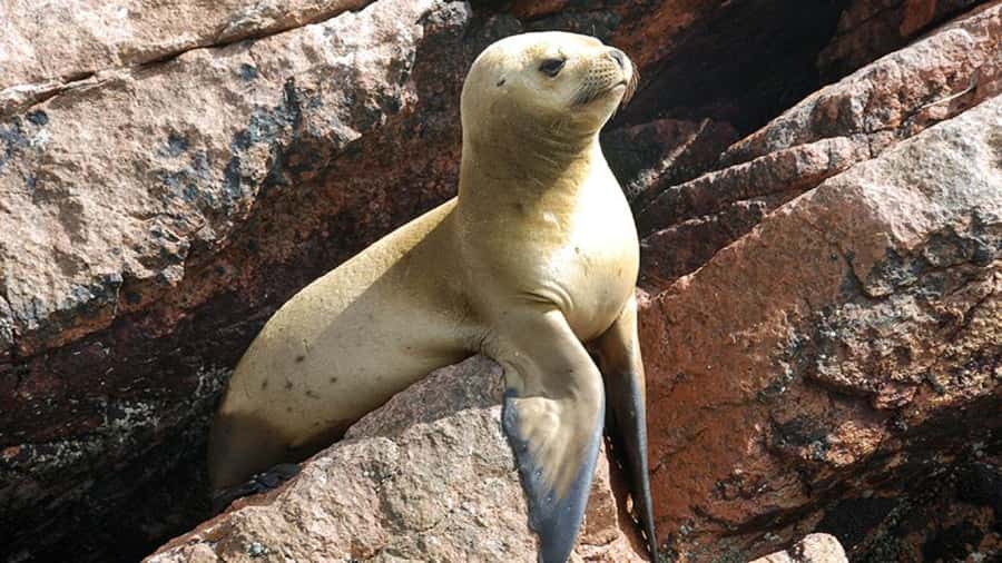 Ballestas Islands & Paracas National Reserve from Paracas - Five reasons this Paracas day tour earns attention