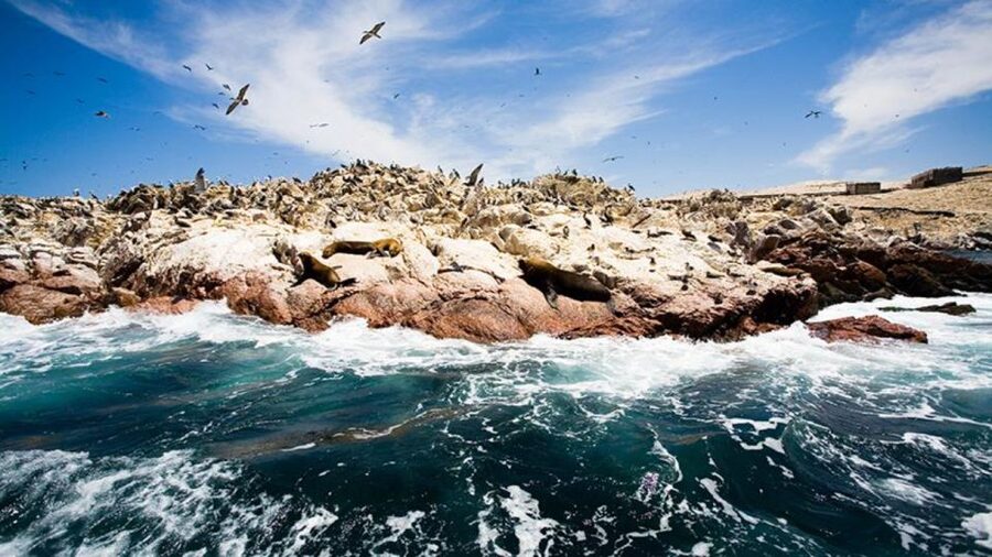 Ballestas Islands & Paracas National Reserve from Paracas - El Chaco Boulevard from 10:30 to 11:30