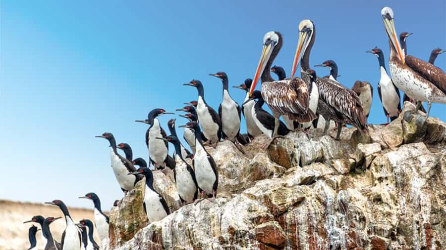 Ballestas Islands & Paracas National Reserve from Paracas - Lagunillas Beach, swimming, and fresh seafood